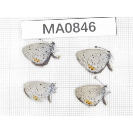 Everes argiades. China, Yunnan, Xiangerila, Weixi county. 4M. MA0846.