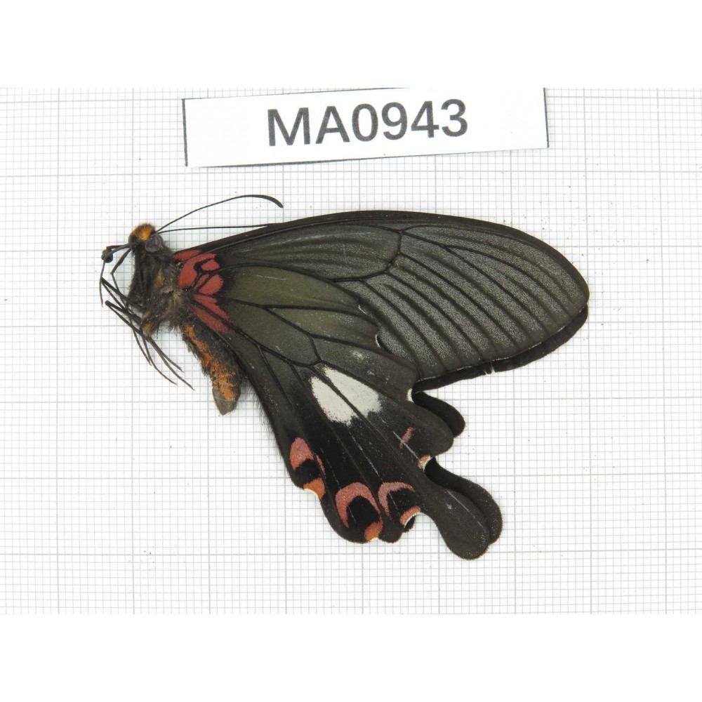 Papilio boots ssp. China, Sichuan, Ganzi, Yajiang county. 1M. MA0943.