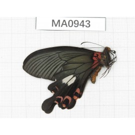 Papilio boots ssp. China, Sichuan, Ganzi, Yajiang county. 1M. MA0943.