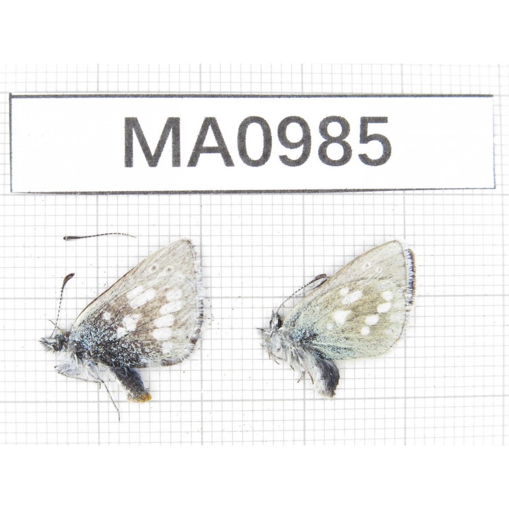 Albulina orbitula. China, Qinghai, Wulan county, Mt.Wulanbeishan. 2M. MA0985.