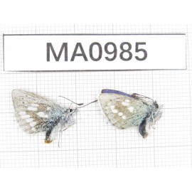 Albulina orbitula. China, Qinghai, Wulan county, Mt.Wulanbeishan. 2M. MA0985.