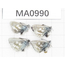 Albulina orbitula. China, Qinghai, Guide county, Qunjia pass. 4M. MA0990.