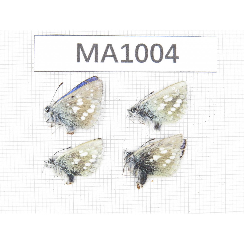Albulina orbitula. China, Qinghai, Qilian county, Mt.Niuxinshan. 4M. MA1004.