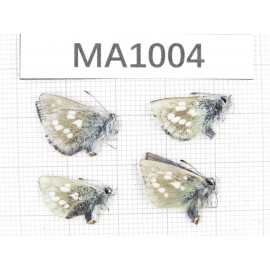 Albulina orbitula. China, Qinghai, Qilian county, Mt.Niuxinshan. 4M. MA1004.