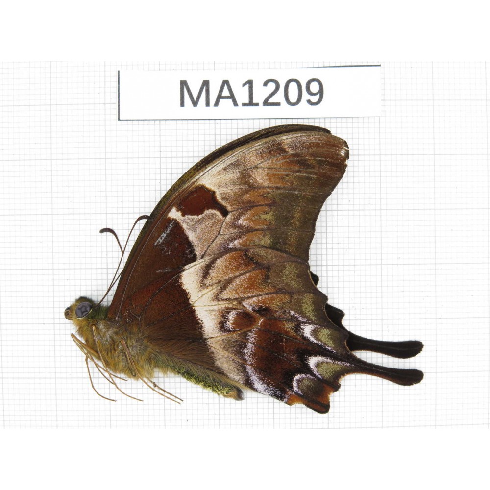 Meandrusa sciron. China, Tibet, Lingzhi, Mt.Serkyla.1M. MA1209.