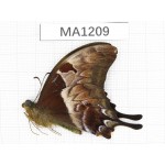 Meandrusa sciron. China, Tibet, Lingzhi, Mt.Serkyla.1M. MA1209.