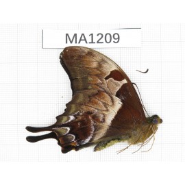 Meandrusa sciron. China, Tibet, Lingzhi, Mt.Serkyla.1M. MA1209.