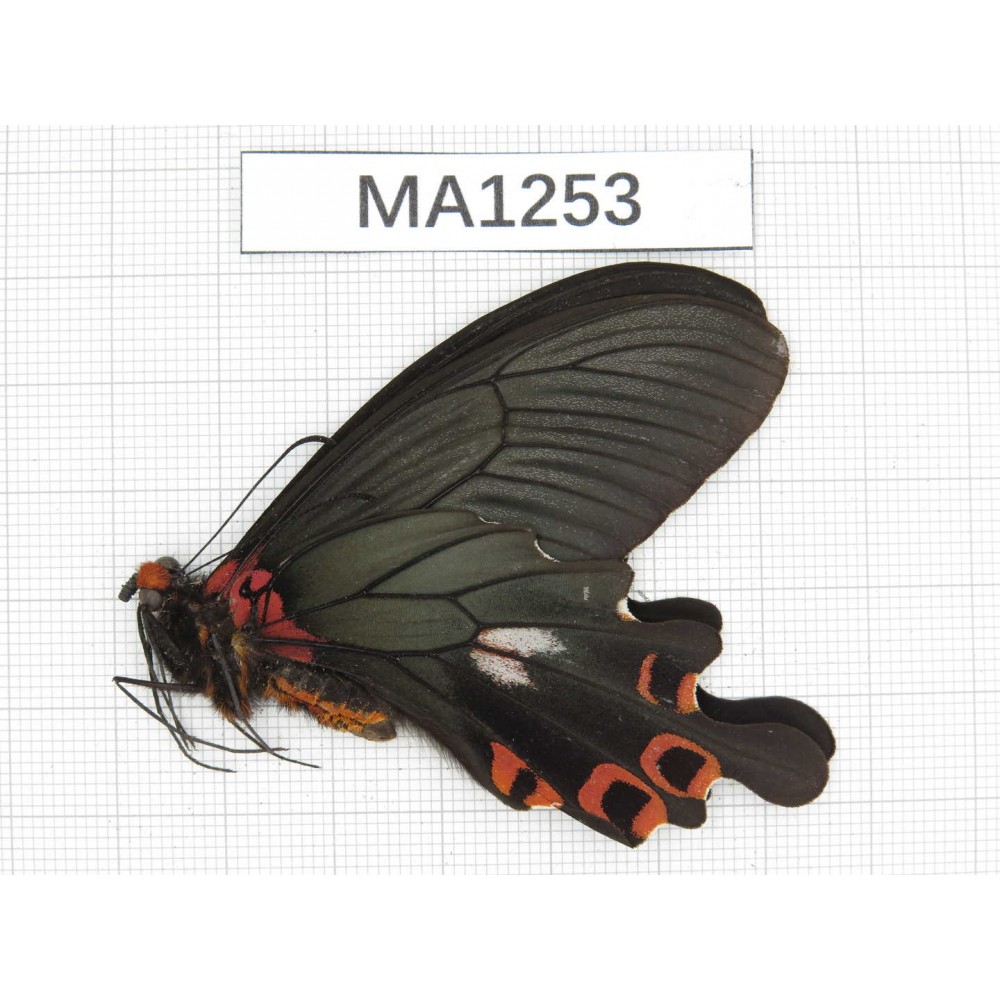 Papilio boots ssp. China, Sichuan, Ganzi, Yajiang county. 1M. MA1253.