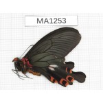 Papilio boots ssp. China, Sichuan, Ganzi, Yajiang county. 1M. MA1253.