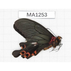 Papilio boots ssp. China, Sichuan, Ganzi, Yajiang county. 1M. MA1253.