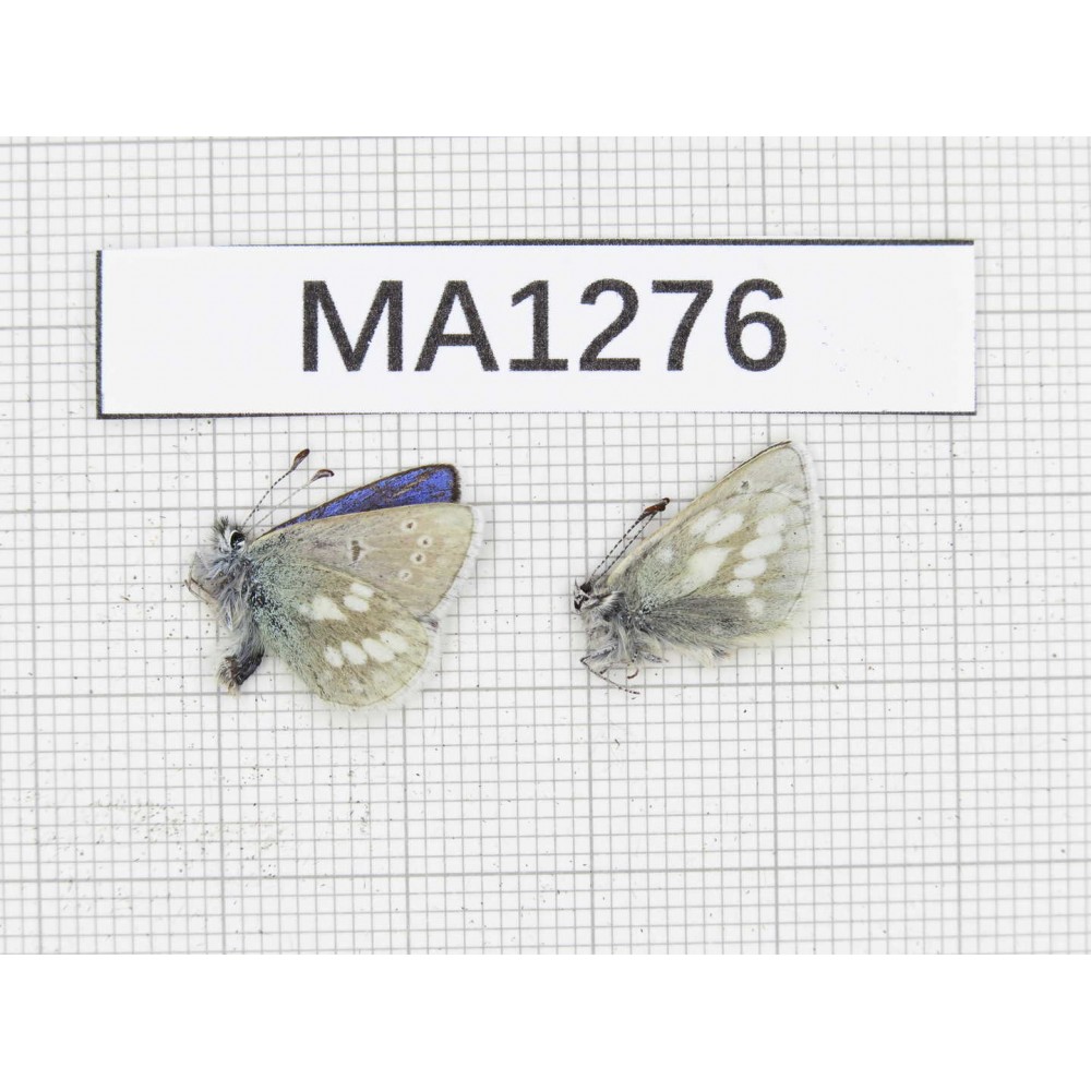 Albulina orbitula. China, Qinghai, Qilian county, Mt.Niuxinshan. 2M. MA1276.