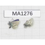 Albulina orbitula. China, Qinghai, Qilian county, Mt.Niuxinshan. 2M. MA1276.