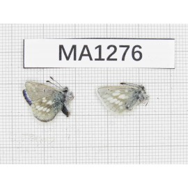 Albulina orbitula. China, Qinghai, Qilian county, Mt.Niuxinshan. 2M. MA1276.