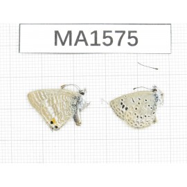 Lampides boeticus & Zizina emelina. China, Yunnan, Kunming, Dongchuan. 2M. MA1575.