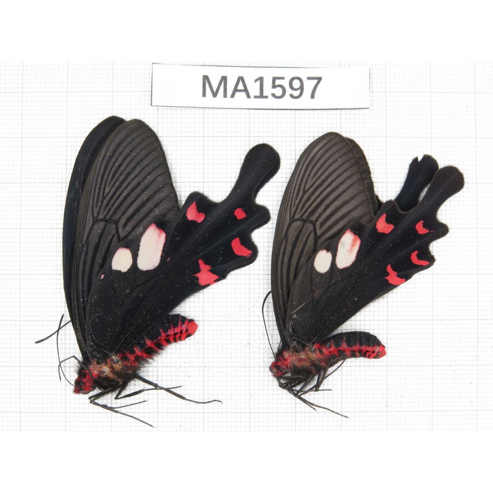 Byasa hedistus. China, W of Yunnan, Dali, Yangbi county. 2M. MA1597.