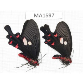Byasa hedistus. China, W of Yunnan, Dali, Yangbi county. 2M. MA1597.