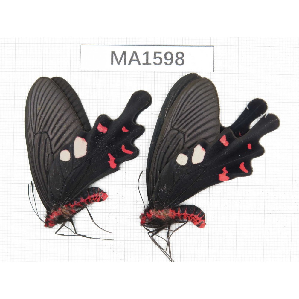 Byasa hedistus. China, W of Yunnan, Dali, Yangbi county. 2M. MA1598.