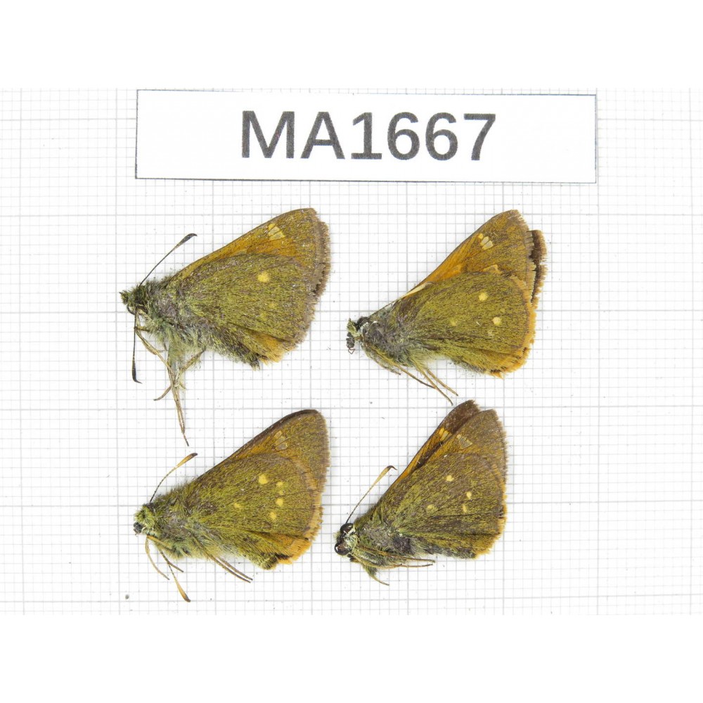 Thoressa sp. China, Yunnan, Xiangerila, Weixi county. 4M. MA1667.