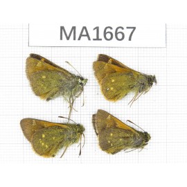 Thoressa sp. China, Yunnan, Xiangerila, Weixi county. 4M. MA1667.