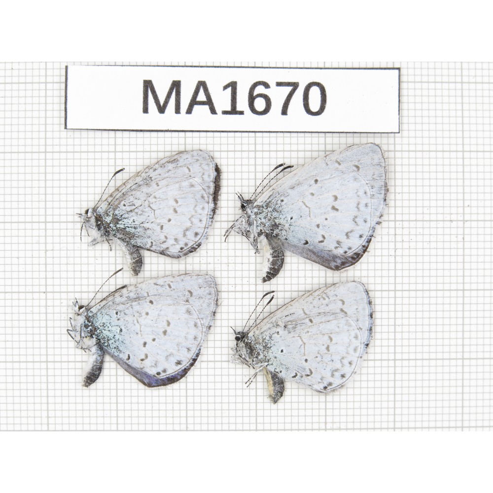 Celastrina sp. China, Yunnan, Xiangerila, Weixi county. 2M2F. MA1670.