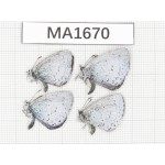 Celastrina sp. China, Yunnan, Xiangerila, Weixi county. 2M2F. MA1670.
