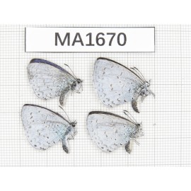 Celastrina sp. China, Yunnan, Xiangerila, Weixi county. 2M2F. MA1670.