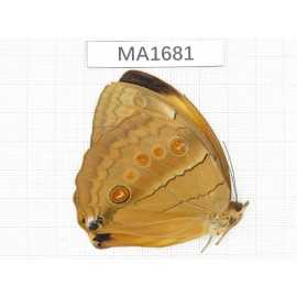 Stichophthalma sparta. China, W of Yunnan, N of Nujiang valley, Mt.Biluoxueshan.1M. MA1681.