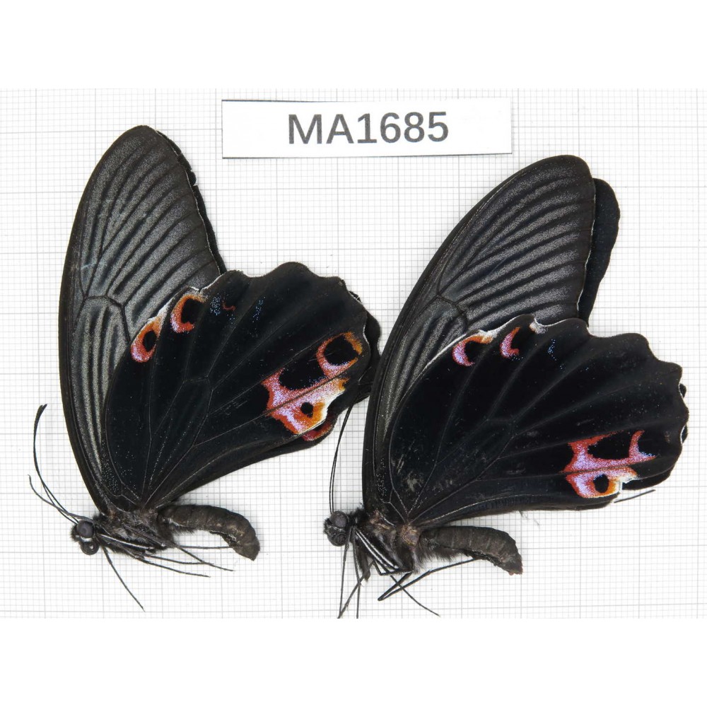 Papilio protenor ssp. China, W of Yunnan, N of Nujiang valley, Mt.Biluoxueshan.2M. MA1685.