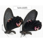 Papilio protenor ssp. China, W of Yunnan, N of Nujiang valley, Mt.Biluoxueshan.2M. MA1685.