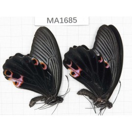Papilio protenor ssp. China, W of Yunnan, N of Nujiang valley, Mt.Biluoxueshan.2M. MA1685.