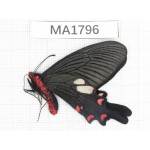 Byasa nevilli ssp. China, W of Yunnan, Dali, Yangbi county. 1M. MA1796.