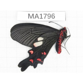Byasa nevilli ssp. China, W of Yunnan, Dali, Yangbi county. 1M. MA1796.