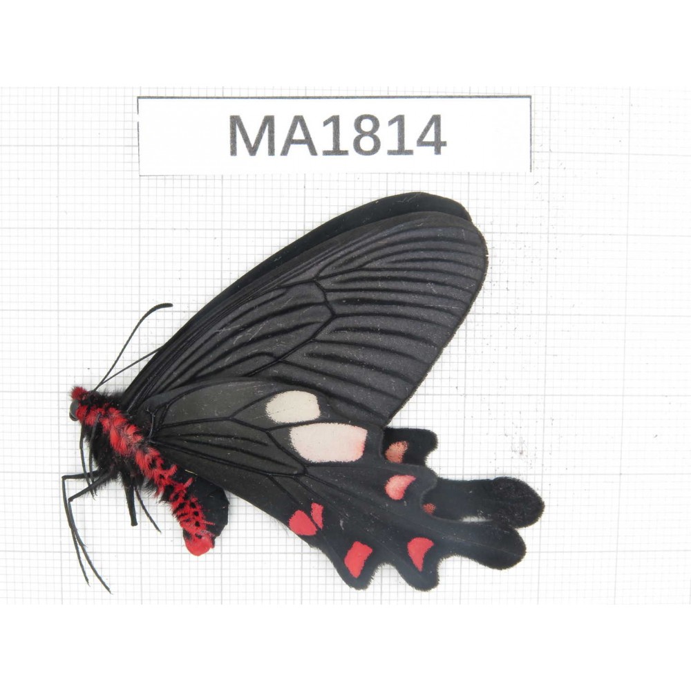 Byasa nevilli ssp. China, W of Yunnan, Dali, Fengyi town. 1M. MA1814.