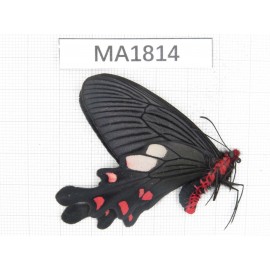 Byasa nevilli ssp. China, W of Yunnan, Dali, Fengyi town. 1M. MA1814.