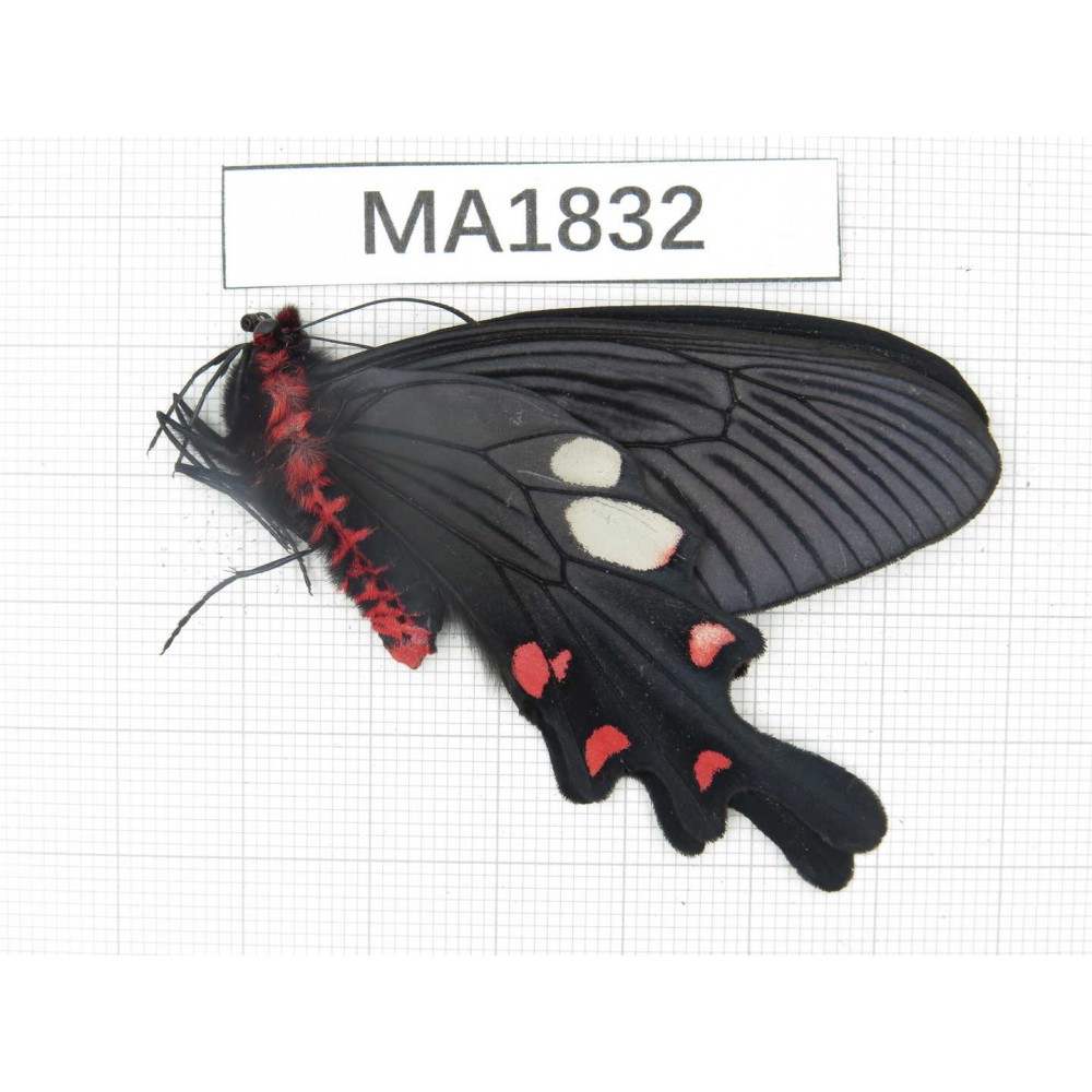 Byasa nevilli ssp. China, W of Yunnan, Dali, Fengyi town. 1M. MA1832.