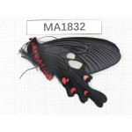 Byasa nevilli ssp. China, W of Yunnan, Dali, Fengyi town. 1M. MA1832.