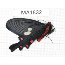 Byasa nevilli ssp. China, W of Yunnan, Dali, Fengyi town. 1M. MA1832.