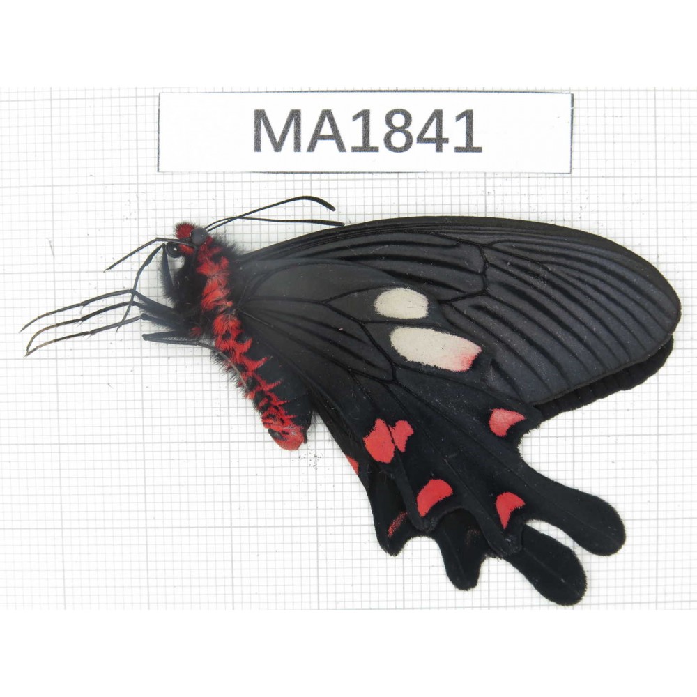 Byasa nevilli ssp. China, Yunnan, Dali, S of Dali. 1M. MA1841.