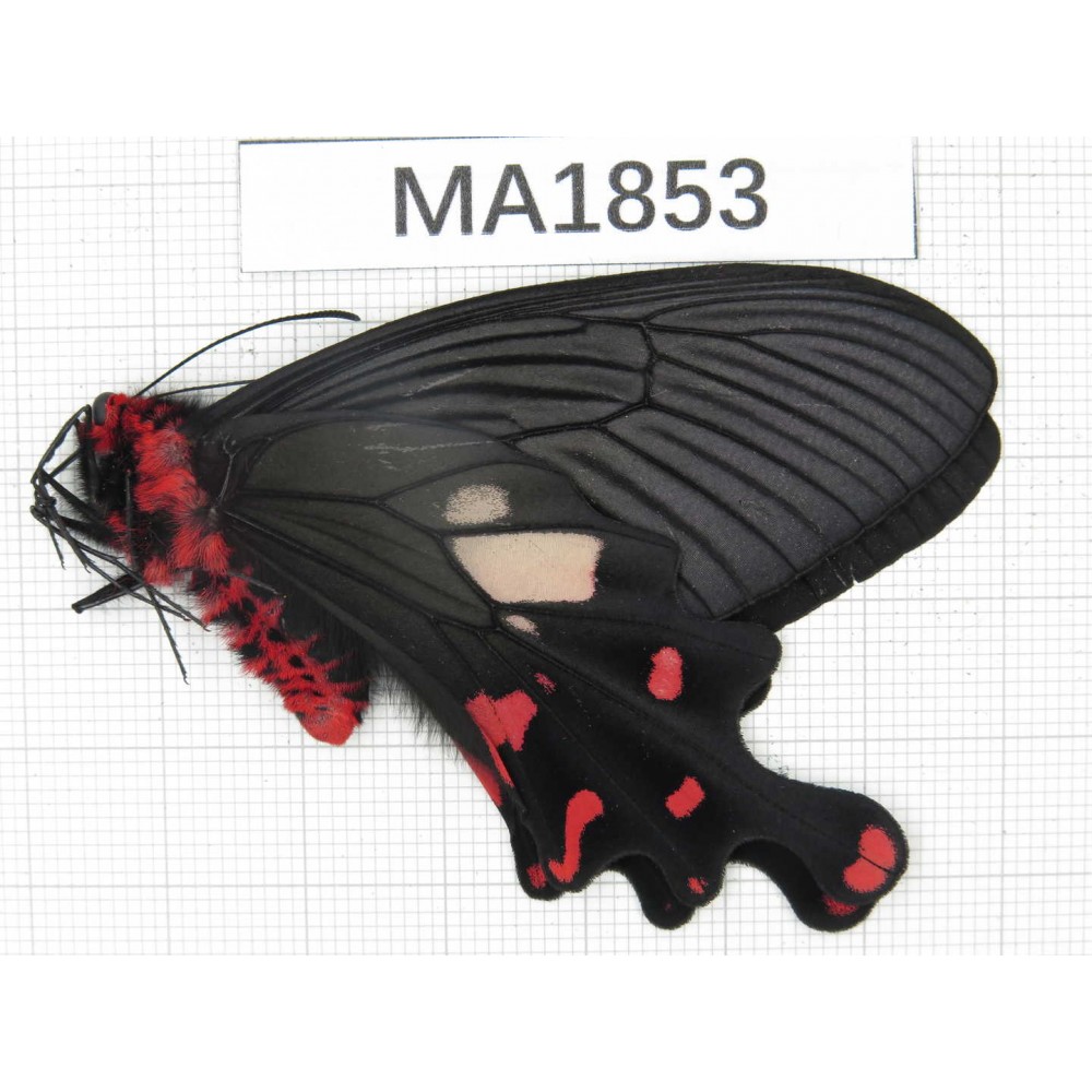 Byasa polueuctes polyeuctes. China, W of Yunnan, Dali, Fengyi town. 1M. MA1853.