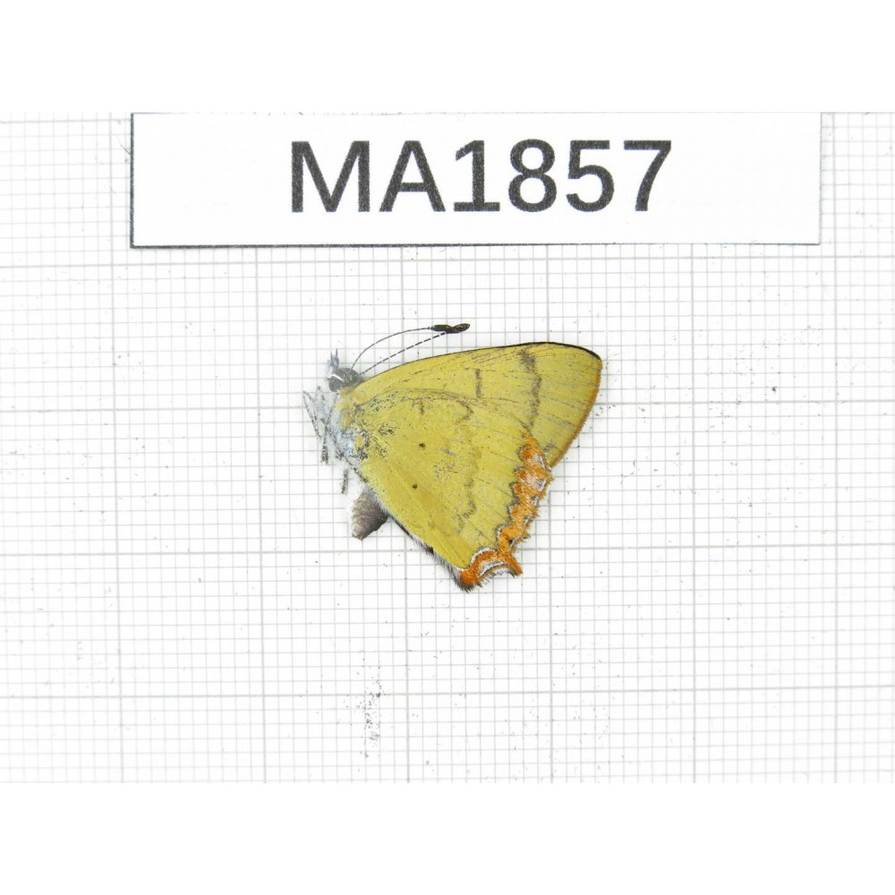 Heliophorus sp. China, Yunnan, Dali, Fengyi town. 1M. MA1857.