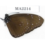 Euploea sp. C of Nepal, Kathmandu valley, Lalitpur. 1M. MA2214.