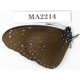 Euploea sp. C of Nepal, Kathmandu valley, Lalitpur. 1M. MA2214.