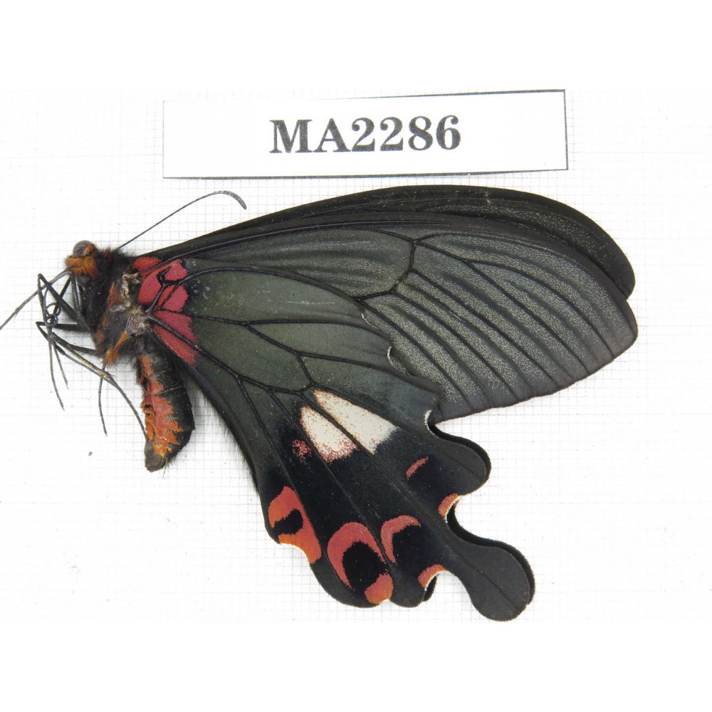 Papilio boots ssp. China, W of Yunnan, Dali, Yangbi county. 1M. MA2286.