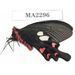 Byasa hedistus. China, W of Yunnan, Dali, Yangbi county. 1M. MA2296.