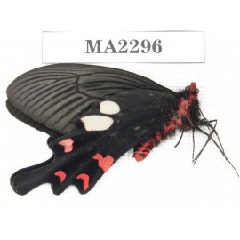 Byasa hedistus. China, W of Yunnan, Dali, Yangbi county. 1M. MA2296.