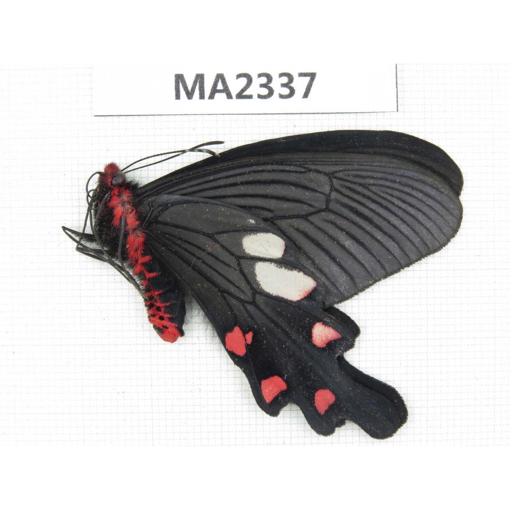 Byasa nevilli ssp. China, W of Yunnan, Dali area, Fengyi town. 1M. MA2337.