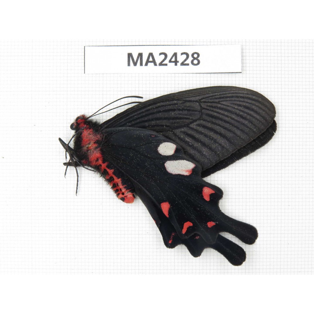 Byasa hedistus. China, Yunnan, Dali, N of Mt.Cangshan. 1M. MA2428.