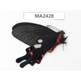 Byasa hedistus. China, Yunnan, Dali, N of Mt.Cangshan. 1M. MA2428.