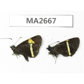 Barca bicolor. China, Yunnan, Lijiang, C of Mt.Yunling. 2M. MA2667.
