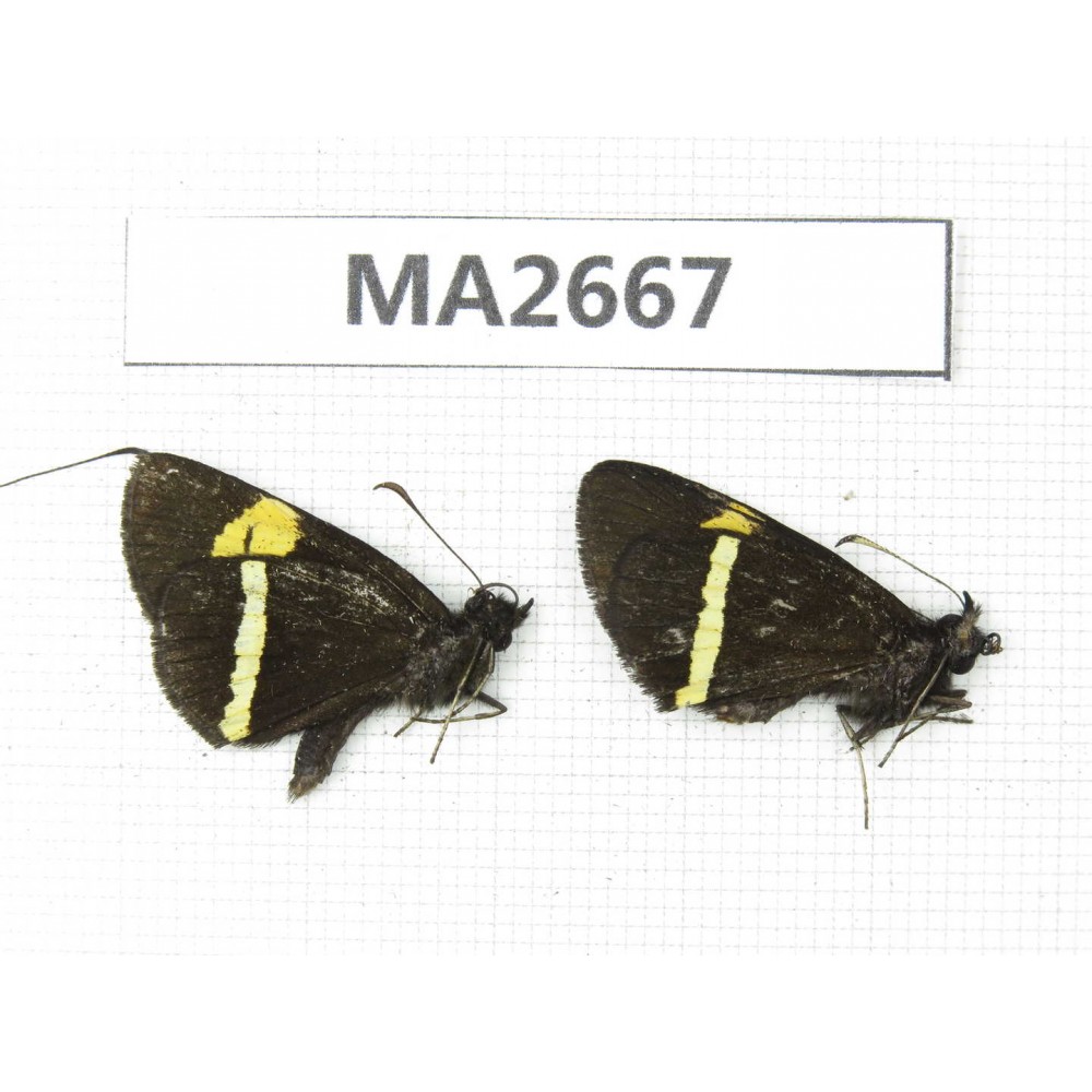 Barca bicolor. China, Yunnan, Lijiang, C of Mt.Yunling. 2M. MA2667.